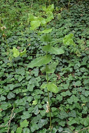 Smyrnium perfoliatum \ Durchwachsene Gelbdolde / Perfoliate Alexanders, D Germersheim 27.5.2022