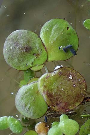 Spirodela polyrhiza \ Vielwurzelige Teichlinse / Greater Duckweed, D Eggenstein-Leopoldshafen 27.5.2022