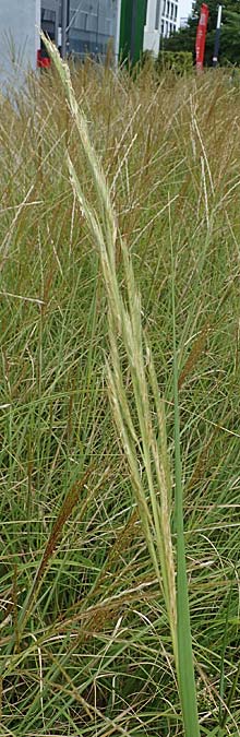 Sporobolus michauxianus \ Goldleistengras / Prairie Cord-Grass, Tall Marsh Grass, D Offenburg 3.9.2022