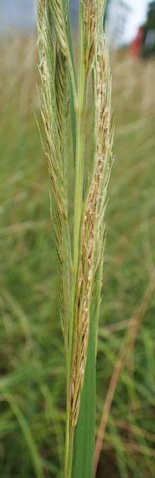 Sporobolus michauxianus \ Goldleistengras / Prairie Cord-Grass, Tall Marsh Grass, D Offenburg 3.9.2022