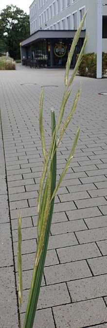 Sporobolus michauxianus \ Goldleistengras / Prairie Cord-Grass, Tall Marsh Grass, D Offenburg 3.9.2022