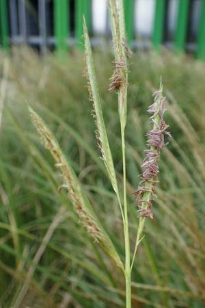 Sporobolus michauxianus \ Goldleistengras / Prairie Cord-Grass, Tall Marsh Grass, D Offenburg 3.9.2022