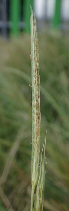 Sporobolus michauxianus \ Goldleistengras / Prairie Cord-Grass, Tall Marsh Grass, D Offenburg 3.9.2022