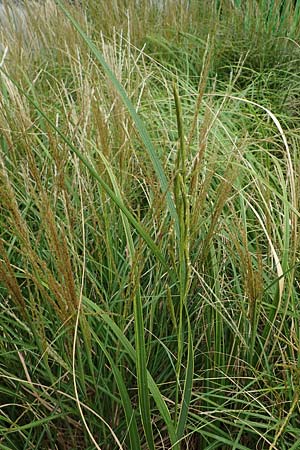 Sporobolus michauxianus \ Goldleistengras / Prairie Cord-Grass, Tall Marsh Grass, D Offenburg 3.9.2022