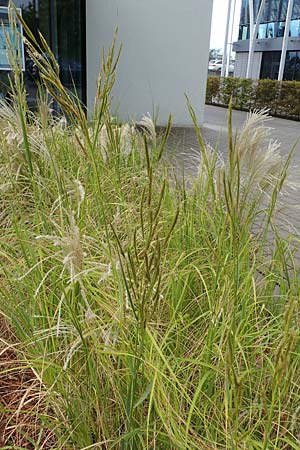 Sporobolus michauxianus \ Goldleistengras / Prairie Cord-Grass, Tall Marsh Grass, D Offenburg 3.9.2022