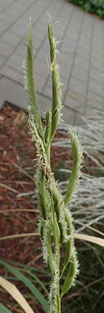 Sporobolus michauxianus \ Goldleistengras / Prairie Cord-Grass, Tall Marsh Grass, D Offenburg 3.9.2022
