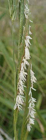 Sporobolus michauxianus \ Goldleistengras / Prairie Cord-Grass, Tall Marsh Grass, D Offenburg 3.9.2022