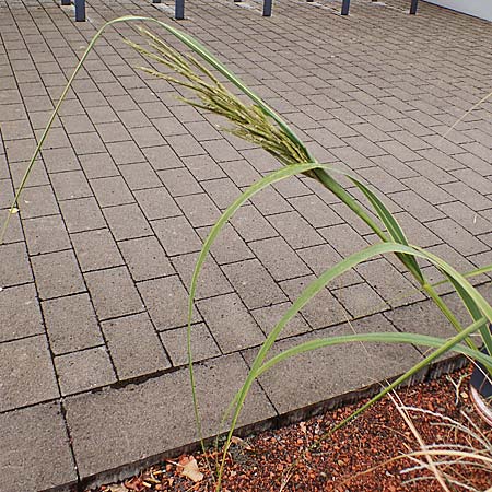 Sporobolus michauxianus \ Goldleistengras / Prairie Cord-Grass, Tall Marsh Grass, D Offenburg 3.9.2022