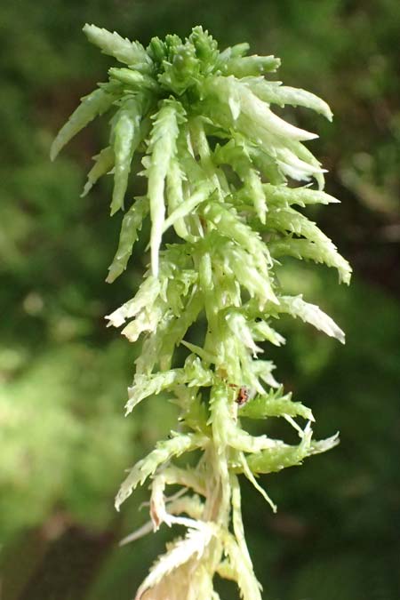 Sphagnum palustre \ Sumpf-Torfmoos / Prairie Sphagnum, D Odenwald, Mossautal 14.10.2023