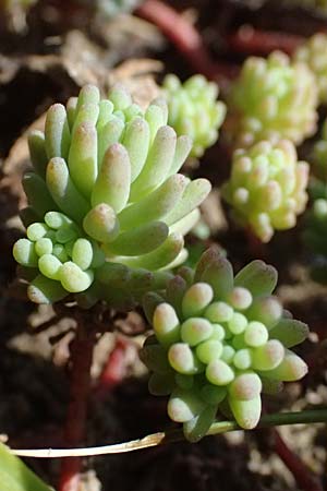 Sedum pallidum \ Bleiche Fetthenne / Turkish Stonecrop, D Karlsruhe 23.4.2025
