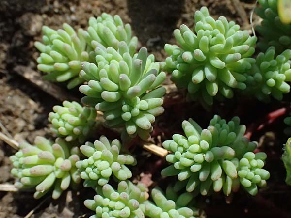 Sedum pallidum \ Bleiche Fetthenne / Turkish Stonecrop, D Karlsruhe 23.4.2025