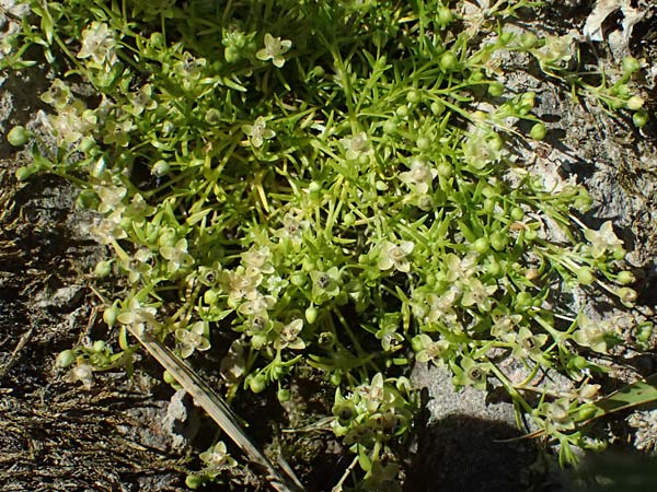 Sagina procumbens \ Niederliegendes Mastkraut / Procumbent Pearlwort, D Rheinstetten 30.5.2025
