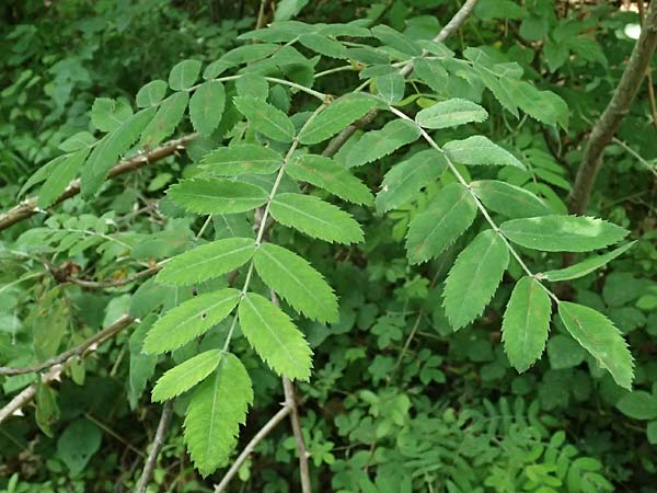 Sorbus domestica \ Speierling / Service Tree, D Eiersheim 31.5.2025