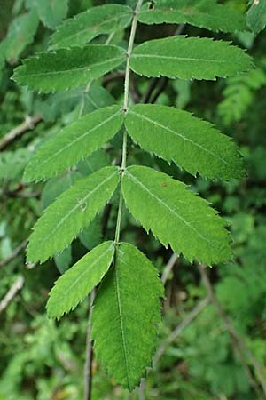 Sorbus domestica \ Speierling / Service Tree, D Eiersheim 31.5.2025