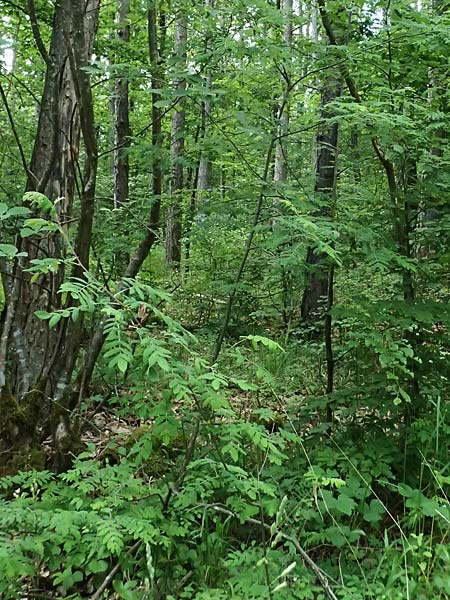 Sorbus domestica \ Speierling / Service Tree, D Eiersheim 31.5.2025
