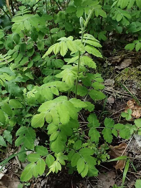 Sorbus domestica \ Speierling / Service Tree, D Eiersheim 31.5.2025