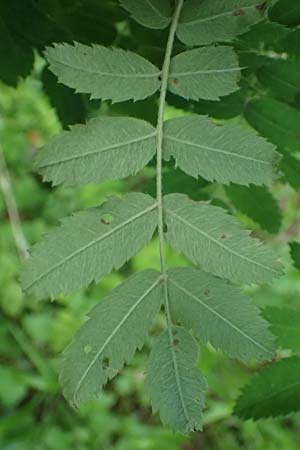 Sorbus domestica \ Speierling / Service Tree, D Eiersheim 31.5.2025