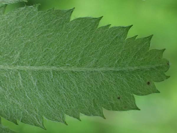 Sorbus domestica \ Speierling / Service Tree, D Eiersheim 31.5.2025
