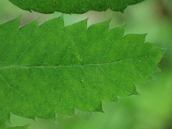 Sorbus domestica \ Speierling / Service Tree, D Eiersheim 31.5.2025