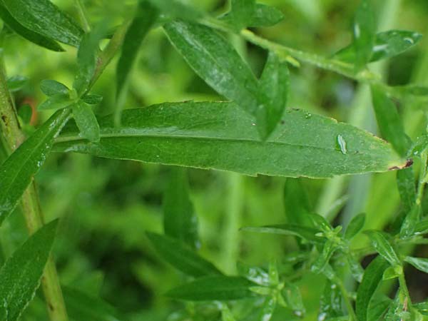 Symphyotrichum parviflorum \ Kleinbl&uuml;tige Herbst-Aster / Smallflower Tansy Aster, Shore Aster, D Landkreis Karlsruhe, Oberhausen-Rheinhausen 25.7.2025