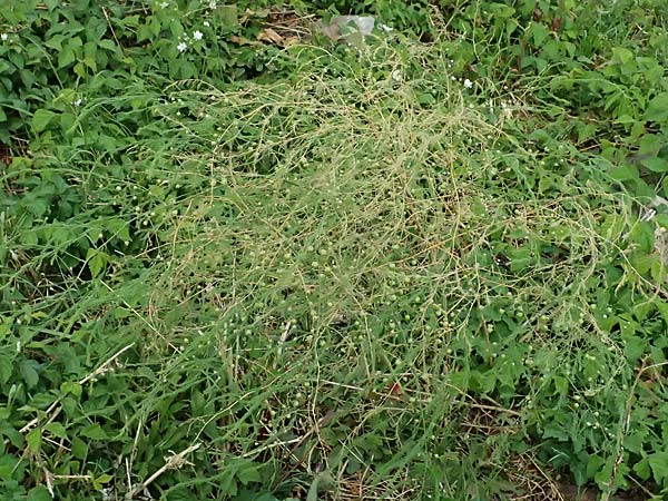 Asparagus officinalis \ Gem�se-Spargel / Garden Asparagus, Wild Asparagus, D Mannheim 23.8.2025