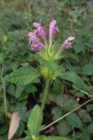Galeopsis pubescens \ Weichhaariger Hohlzahn / Downy Hemp-Nettle, D Trennfurt 30.8.2025