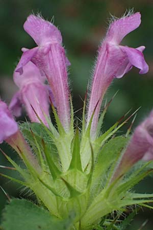 Galeopsis pubescens \ Weichhaariger Hohlzahn / Downy Hemp-Nettle, D Trennfurt 30.8.2025