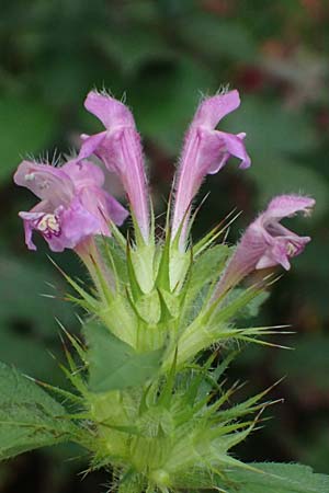 Galeopsis pubescens \ Weichhaariger Hohlzahn / Downy Hemp-Nettle, D Trennfurt 30.8.2025