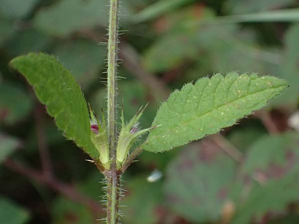 Galeopsis pubescens \ Weichhaariger Hohlzahn / Downy Hemp-Nettle, D Trennfurt 30.8.2025