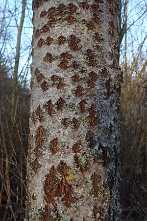 Populus alba \ Silber-Pappel / White Poplar, D Altlu&szlig;heim 7.2.2026