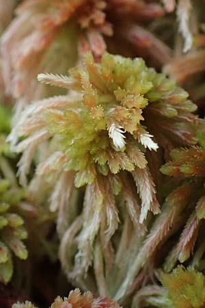 Sphagnum quinquefarium \ F&uuml;nfzeiliges Torfmoos / Five-Ranked Bogmoss, D Wagenschwend 15.3.2025