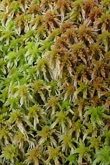 Sphagnum quinquefarium \ F&uuml;nfzeiliges Torfmoos / Five-Ranked Bogmoss, D Wagenschwend 15.3.2025