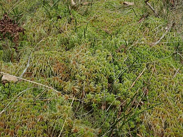 Sphagnum quinquefarium \ F&uuml;nfzeiliges Torfmoos / Five-Ranked Bogmoss, D Wagenschwend 15.3.2025