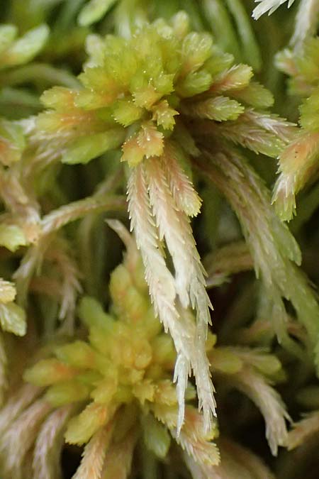 Sphagnum quinquefarium \ F&uuml;nfzeiliges Torfmoos / Five-Ranked Bogmoss, D Wagenschwend 15.3.2025