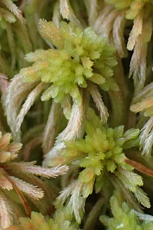 Sphagnum quinquefarium \ F&uuml;nfzeiliges Torfmoos / Five-Ranked Bogmoss, D Wagenschwend 15.3.2025