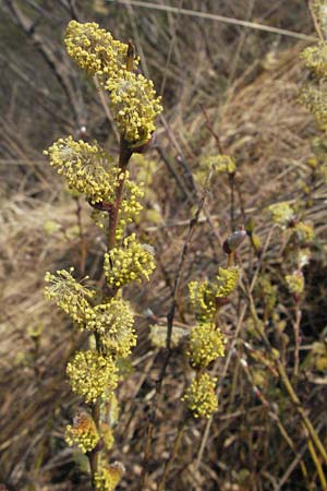 Salix repens \ Kriech-Weide / Creeping Willow, D Allg&auml;u, Gebrazhofen 21.4.2007