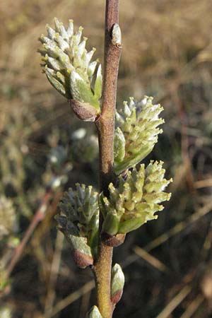 Salix repens \ Kriech-Weide / Creeping Willow, D Allg&auml;u, Gebrazhofen 21.4.2007