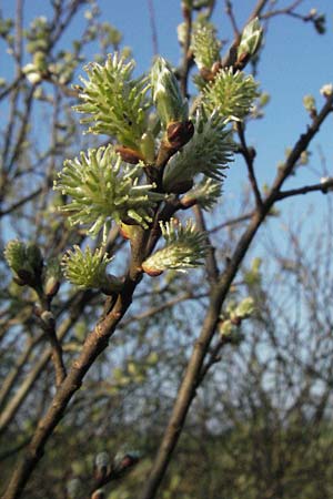 Salix repens \ Kriech-Weide / Creeping Willow, D Allg&auml;u, Gebrazhofen 21.4.2007