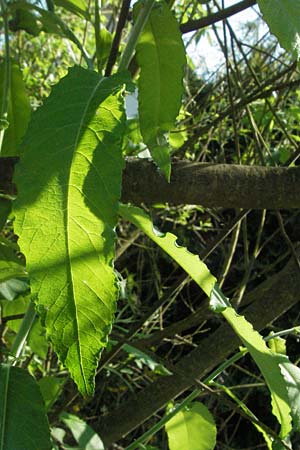 Salix x rubens \ Fahl-Weide, Rot-Weide / Hybrid Crack Willow, D Odenwald, Sch&ouml;nau 26.4.2007