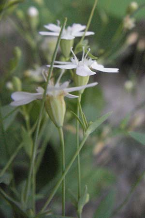 Silene rupestris \ Felsen-Leimkraut / Rock Campion, D Schwarzwald/Black-Forest, Feldberg 24.6.2007
