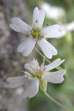 Silene rupestris \ Felsen-Leimkraut / Rock Campion, D Schwarzwald/Black-Forest, Feldberg 24.6.2007