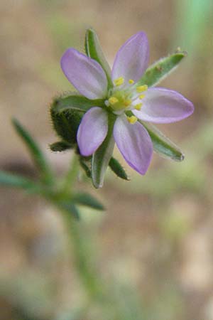 Spergularia rubra \ Rote Schuppenmiere, Roter Sp�rkling / Sea Spurrey, D Babenhausen 11.8.2007