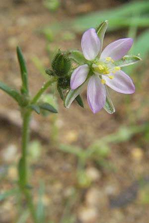 Spergularia rubra \ Rote Schuppenmiere, Roter Sp�rkling / Sea Spurrey, D Babenhausen 11.8.2007