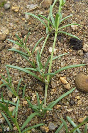 Spergularia rubra \ Rote Schuppenmiere, Roter Sp�rkling / Sea Spurrey, D Babenhausen 11.8.2007