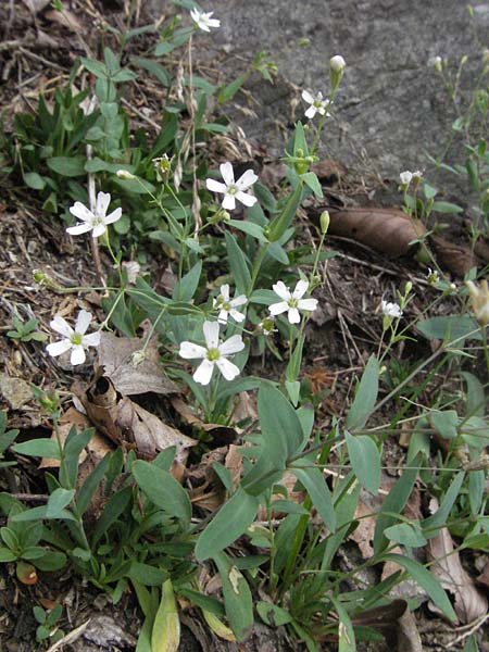 Silene rupestris \ Felsen-Leimkraut / Rock Campion, D Schwarzwald/Black-Forest, Todtnau 18.8.2007