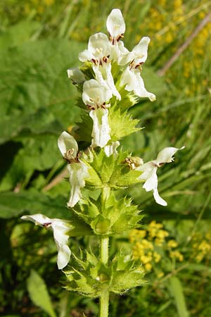 Stachys recta \ Aufrechter Ziest / Yellow Woundwort, D N&ouml;rdlingen 10.7.2015