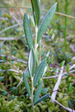 Andromeda polifolia \ Rosmarin-Heide / Bog Rosemary, D Leutkirch 10.7.2015