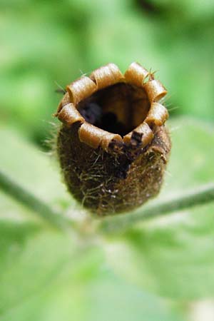 Silene dioica \ Rote Lichtnelke / Red Campion, D Weinheim an der Bergstra&szlig;e 20.7.2015