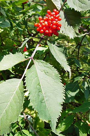 Sambucus racemosa \ Roter Holunder, Trauben-Holunder / Red-Berried Elder, D Schwarzwald/Black-Forest, Hornisgrinde 5.8.2015