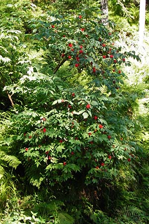 Sambucus racemosa \ Roter Holunder, Trauben-Holunder / Red-Berried Elder, D Schwarzwald/Black-Forest, Hornisgrinde 5.8.2015